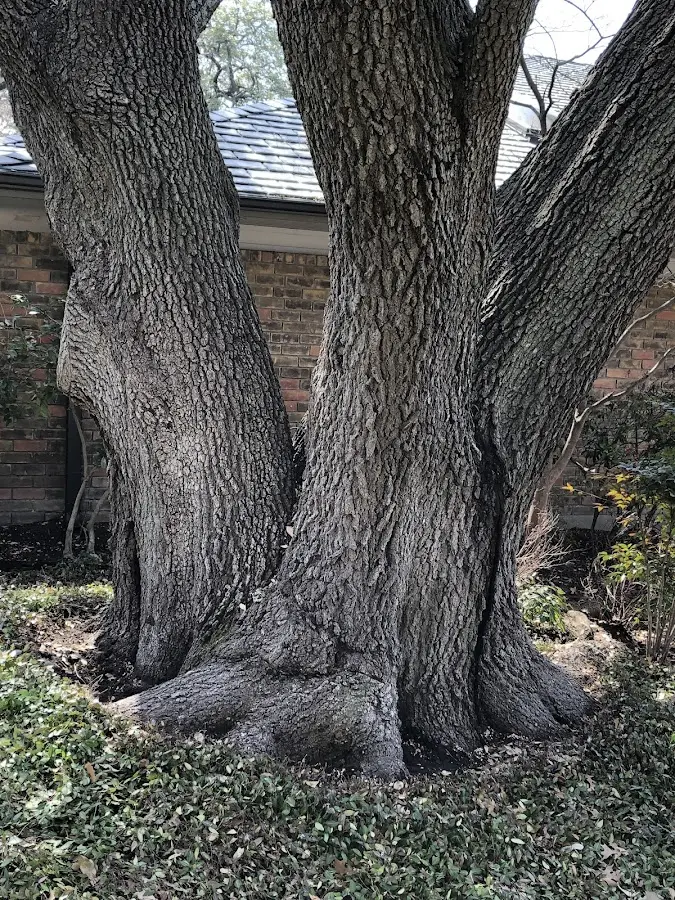 Mature heritage tree close to a Marlborough property cared for by certified arborists
